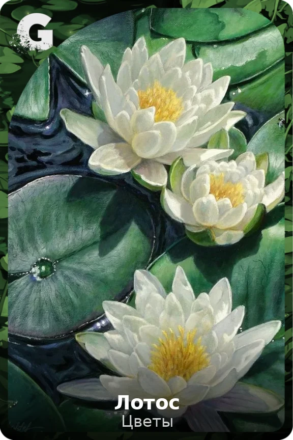 Лотос