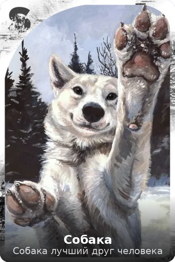 Собака
