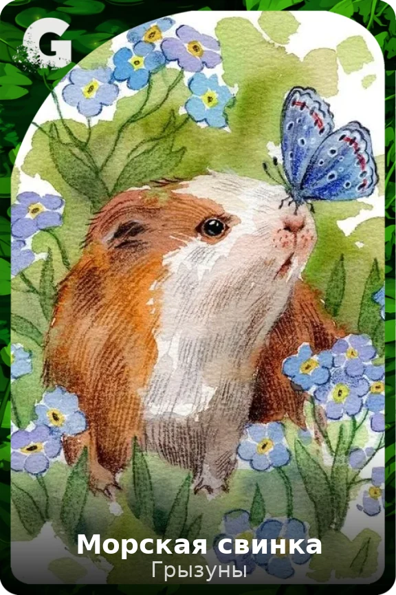 Морская свинка