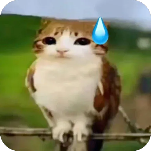Стикер
