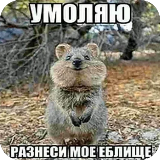 Стикер